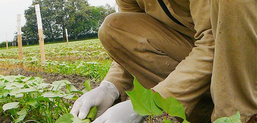 Agricultores latinoamericanos podrán capacitarse gratuitamente en el uso de agrotecnologías